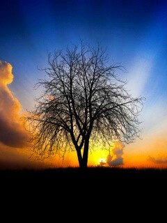 Дерево на закате обои