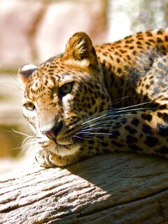 Отдых леопарда обои
