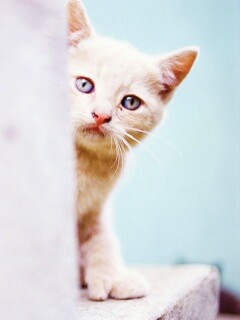 Котик из-за угла обои