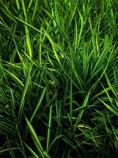 Дикая трава обои