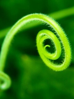 Завитушка растения обои