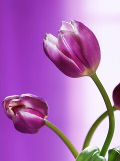 Сиреневые цветы обои