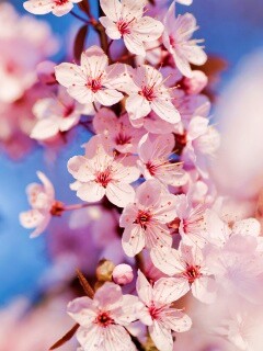 Цветение вишни обои