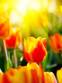 Солнечные тюльпаны обои