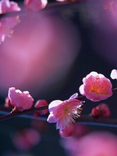 Цветущая вишня обои