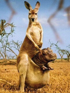 Кенгуру с бегемотом в сумке обои