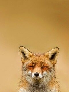 ^_^ Fox обои