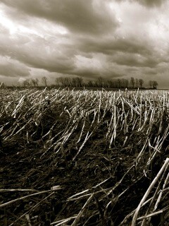 Убранное поле обои