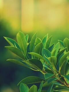 Листья обои