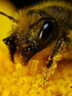 Пчела крупным планом обои
