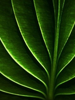 Неоновый лист обои