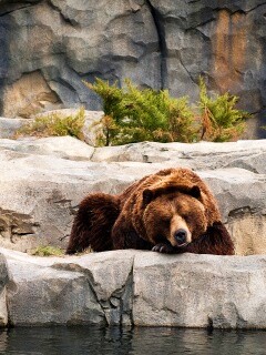 Медведь обои