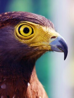 Взгляд орла обои