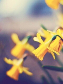 Нарциссы обои