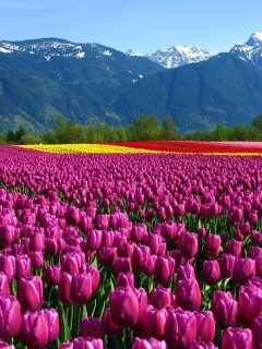 Поле тюльпанов обои