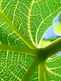 Внутренняя сторона листа обои