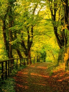 Лесная дорожка обои