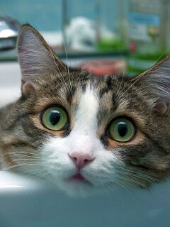 Кошак выглядывает из раковины обои