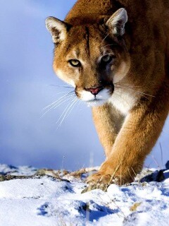 Пума с грозным взглядом обои