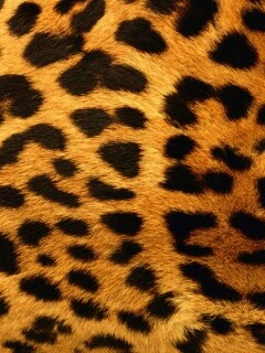 Шкура гепарда обои