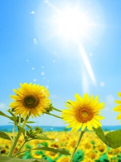 Подсолнухи не смотрят на солнце обои