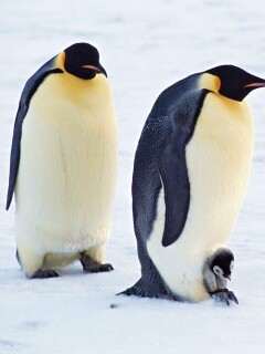 Семья пингвинов обои