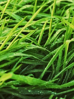 Роса на траве обои