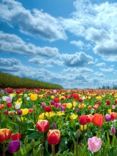 Поле тюльпанов обои