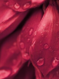 Лепестки обои