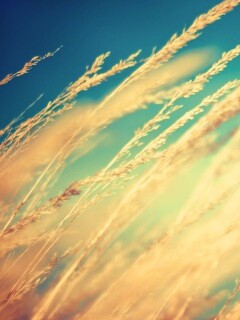 Колосья обои