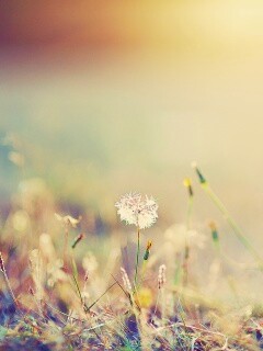 Летняя трава обои