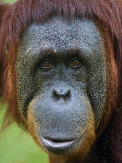 Орангутан обои