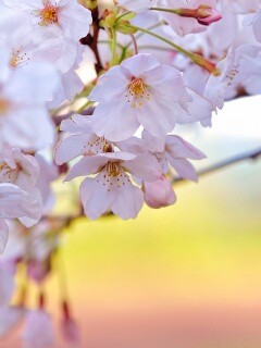 Цветение вишни обои