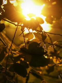 Солнце пробивается сквозь листву обои