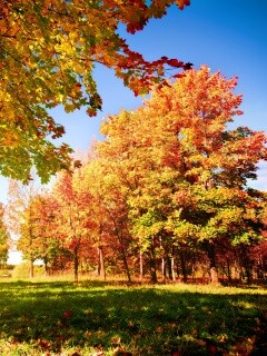 Осень в лесу обои