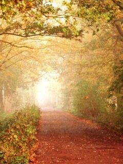 Парковая дорожка обои