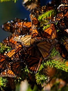 Бабочки облепили ёлку обои