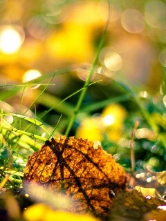 Опавший лист в траве обои