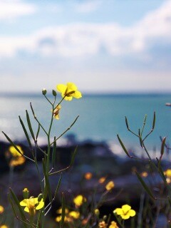 Мелкие жёлтые цветы обои