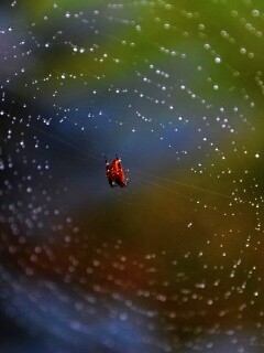 Паук на паутине обои