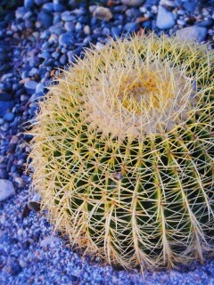 Круглый кактус обои