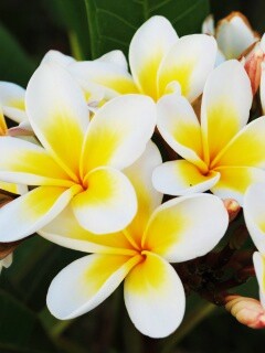 Прекрасные цветы обои