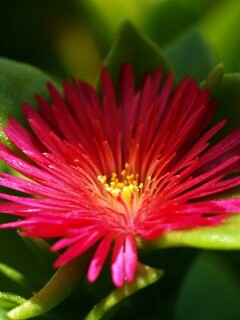 Чудесный цветок обои