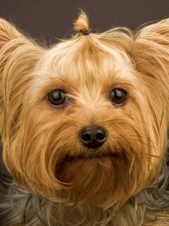 Йоркширский терьер обои