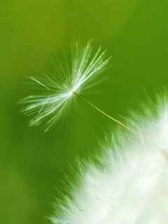 Пушинка одуванчика обои