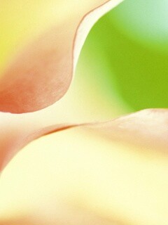 Оттенки природы обои