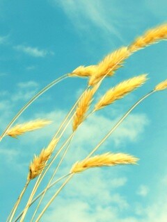 Колосья обои