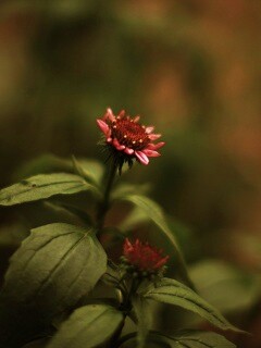 Фотография цветка обои