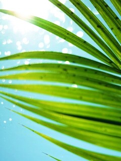 Солнце просвечивает сквозь пальмовый лист обои