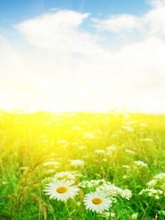 Поле ромашек обои
